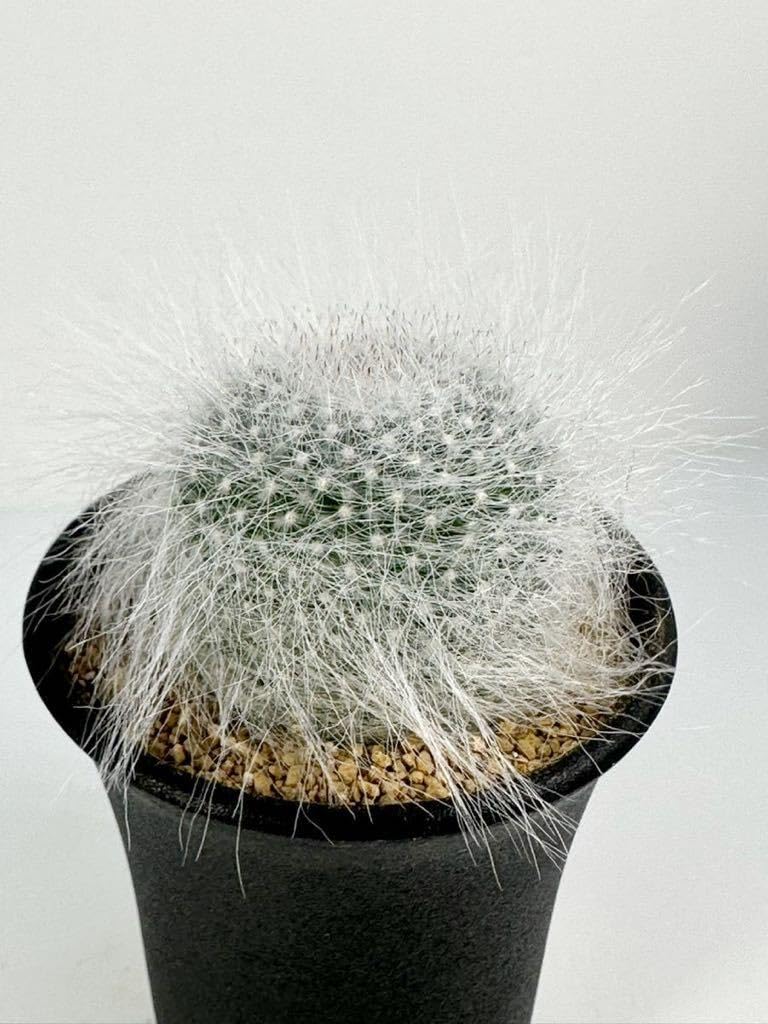 Amazon.co.jp: マミラリア 玉翁殿 Mammillaria hahniana f. lanata